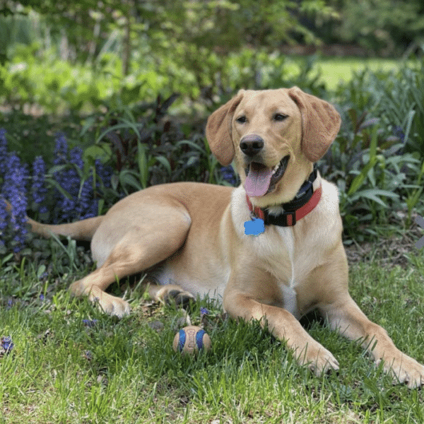 2 1/2 year old light brown Coonhound for adoption at Middleburg Humane Soiciety in Marshall, VA
